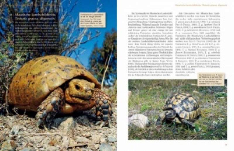 Preview: Das Schildkrötenjahr